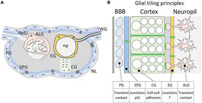 Glial Tiling in the Insect Nervous System